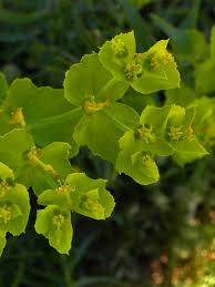 Image result for Euphorbia serratifolia