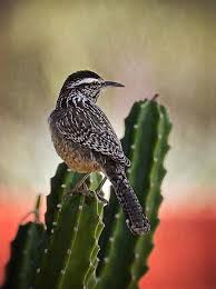 Yellow Birds Of Arizona Desert A Cactus Wren By Saija Lehtonen With Images Cactus Wren Common Birds Beautiful Birds