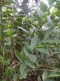 Image result for Aframomum alboviolaceum