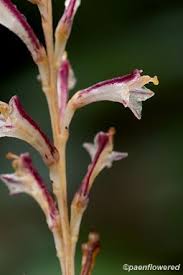 Image result for Orobanchaceae