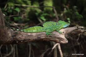 Male Emerald Basilisk Lizard Costa Rica Basilisk Lizard Lizard Colorful Lizards