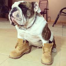 Parece Que O Bulldog Da Mariana Souza Tambem E Um Yellow Boot Lover