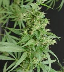 When carefully selected, wave after wave of colorful blooms will be enjoyed in your northeast garden from spring to fall. Neville S Haze Strain Information Cannaconnection Com