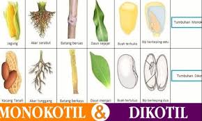 Perbedaan Tumbuhan Monokotil Dan Dikotil Serta Contohnya