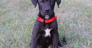 Black And White Border Collie Boxer Mix Black Lab And Boxer Mix Puppies Dog Pictures Blog Puppy Dog Pictures Boxer Mix Puppies Boxer Mix