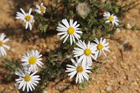 Image result for Felicia muricata