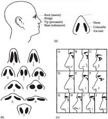 Nose Classification System Head Circumference Guws Medical