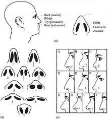 nose classification system head circumference guws medical