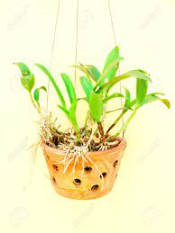 We did not find results for: The Hanging Clay Pots With Orchid Plant Stock Photo Picture And Royalty Free Image Image 23172371