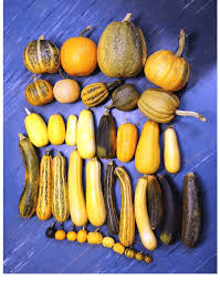 Image result for Cucurbita