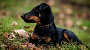 Image result for jagdteriér