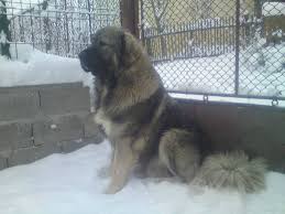 Anunturi gratuite cu vanzari caini ciobanesti sau caucazieni si mancare sau accesorii. 3 Vand Pui Ciobanesc Caucazian Teoocaucazian