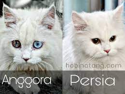 Perbedaan antara kucing persia dan anggora dapat kita lihat dari bentuk hidung, mata, dan juga bulunya, selain itu ada ras kucing berbulu panjang yang berasal dari persia (atau yang kita kenal sebagai iran), dan pertama kali dikenalkan di. 12 Perbedaan Kucing Anggora Dan Persia Lengkap Disertai Gambar Hobinatang