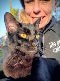 Found skinny cat in Titusville, needs medical care