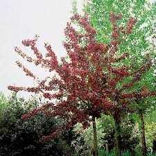 Maybe you would like to learn more about one of these? Royalty Crabapple Tree 9l Pot Malus Royalty 47 99