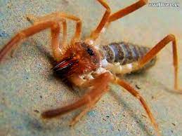 This is a pity because some spiders are important predators of pest insects such as leafhoppers and. Pin On Cool Bugs