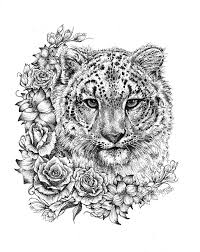 Snow leopard looking at me. Pin On Color Cats