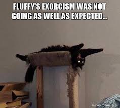 Ritual Of Expelling Spirits Demons Other Forms Of Evil Funny Animal Pictures Crazy Cats Cat Memes