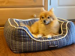 How costco became a massive members only retailer. My Sweet Girl Enjoying Her New Bed Costco