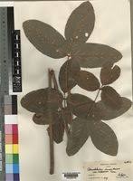 Image result for Adenodolichos