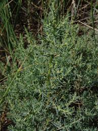 Image result for Suaeda merxmuelleri