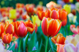 Candidate allen west's wife, angela, arrested. Where To Find Tulips Near Dallas Fort Worth Dfwchild