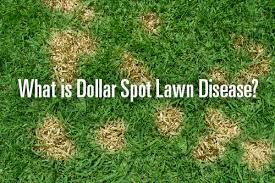 Maybe you would like to learn more about one of these? Lawn Disease What Is Dollar Spot Lawn Disease Trugreen