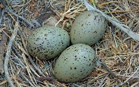 Add to favorites 1896 bird egg antique print, noddy & sabine's gull figure10 5 out of 5 stars (2,100) $ 22.00 free shipping add to favorites 1896 bird egg antique print, laughing gull & kittiwake. Top Restaurants Face Shortage Of Seagull Eggs