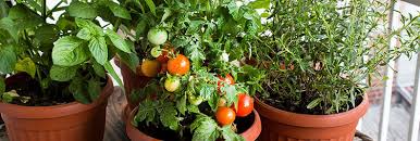 Weeds will take nutrients and moisture from the soil and reduce your carrot yields. When To Plant An Edible Garden In Texas Plants For All Seasons Since 1973