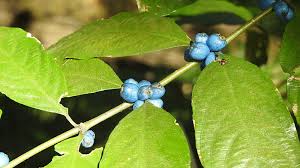 Image result for Lasianthus kilimandscharicus