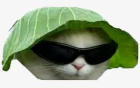 Beard bee beer camel bicycle cat chicken cow dog fish. Report Abuse Dank Cat Meme Png 810x438 Png Download Pngkit