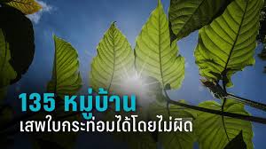 จากการตรวจค้นภายในบ้านพบของกลาง ใบพืชกระท่อม บรรจุในถุงพลาสติกใสแบบหูหิ้ว จำนวน 1 ถุง วางอยู่ในตะกร้าสีฟ้า น้ำต้มพืช. à¹ƒà¸šà¸à¸£à¸°à¸— à¸­à¸¡ Pptvhd36