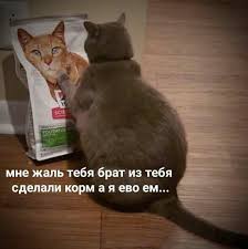 pin ot polzovatelya derzkaya sosisochka na doske kote smeshnye zhivotnye veselye memy smeshnye memy smeshno