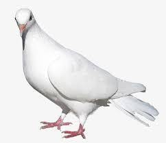 Black And White Pigeon Name White Pigeon Png And Clipart White Pigeon Pigeon Blurred Background Photography