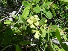 Image result for Combretum psidioides