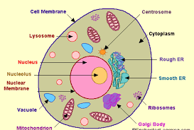 In grade 8, students will continue to develop their knowledge of organisms by focusing on the structure and function of cells in plants and animals. Structure Of Cell Cell Structure And Functions Class 8
