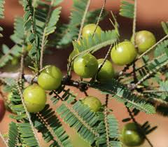 Image result for Phyllanthus engleri