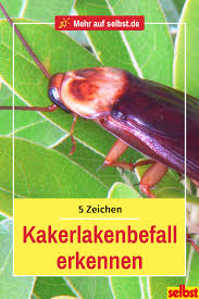 Kakerlaken Sind Sehr Scheue Tiere Die Sich Nur Selten Am Tag Blicken Lassen Wie Erkennst Du Daher Am Besten Kakerlaken Kakerlaken Bekampfen Schaben Bekampfen