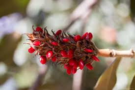 Image result for Magnoliaceae