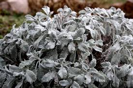 Artemisia canescens one of the best evergreen silver foliage plants making low mounds of intricately cut intensely silver leaves. 9 Silver Foliage Plants Ideas Plants Foliage Plants Container Plants
