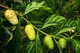 Image result for Morinda