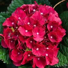 Image result for Hydrangea
