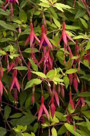 Hardy Fuchsia Shade Perennials Plants Shade Plants