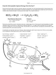 Plant cell coloring worksheet biology corner. Photosynthesis Coloring 1 Pdf Photosynthesis Chloroplast