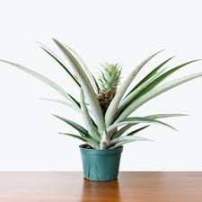 Image result for Ananas