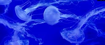 This video covers my experience keeping moon jellyfish as a pet. Sanderia Group