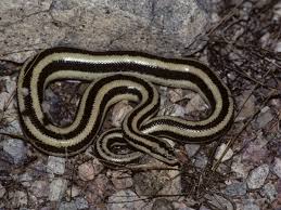 Image result for Loxodera bovonei