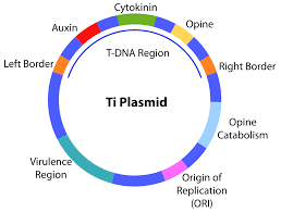 Dna analysis is, after immunofluorescence, the second most important application of flow the key elements in obtaining a histogram of high quality are sample preparation, instrument alignment and instrumental variability. Transfer Dna Wikipedia