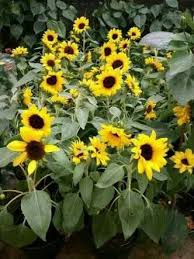 Botani, bunga berwarna putih dan kuning; Bibit Tanaman Bunga Matahari Mini Botany Land