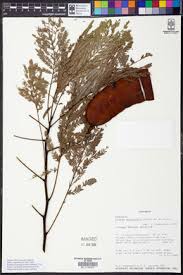 Image result for Entada abyssinica